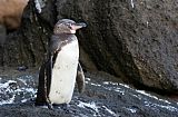Galapagos Penguinborder=